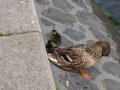 img063.jpeg.small.jpeg