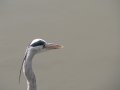 img156.jpeg.small.jpeg